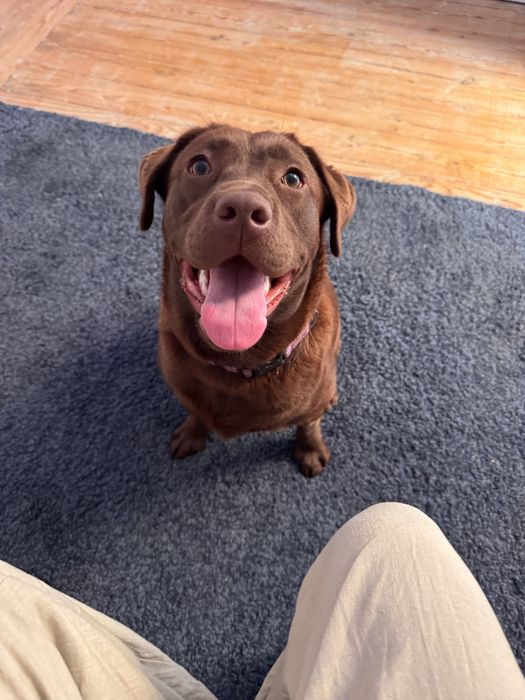 Cadela Labrador adulta (1,5 anos) procura família responsável