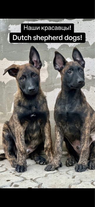 Duth shepherd dogs! Голландские овчарки - хердеры!