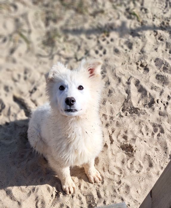 Biały Owczarek szwajcarski długowłosy  - piesek