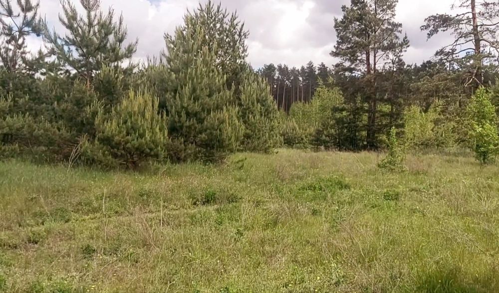 Ділянка біля лісу та Голубих озер.