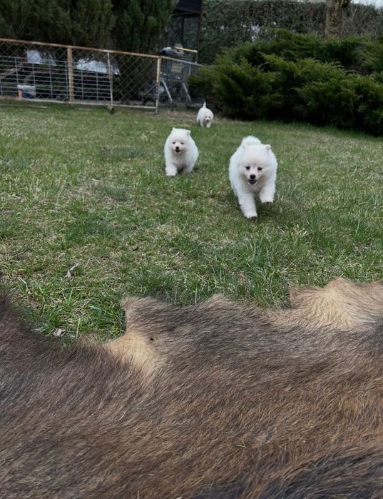 Szpic Średni szczenię