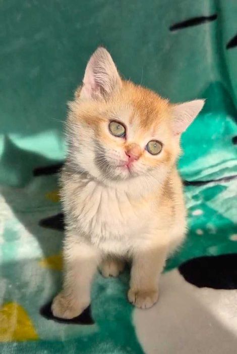 Шотландские котята (ЗОЛОТАЯ ШИНШИЛЛА)