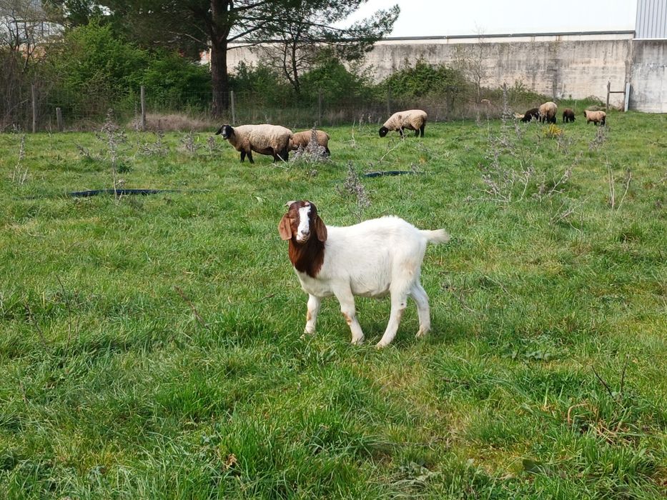 Cabritos  Raça Boer