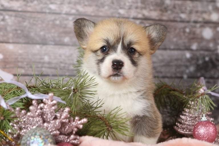 Шикарная девочка корги_Fifi