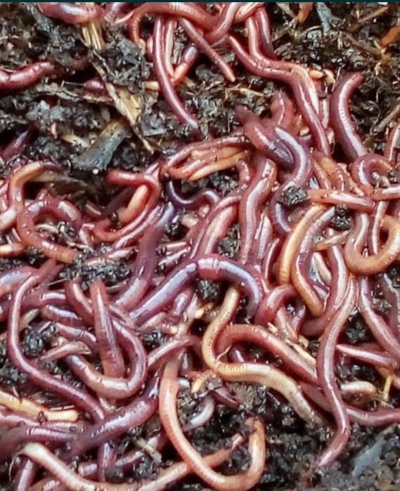 Minhocas Californianas (Eisenia fetida).