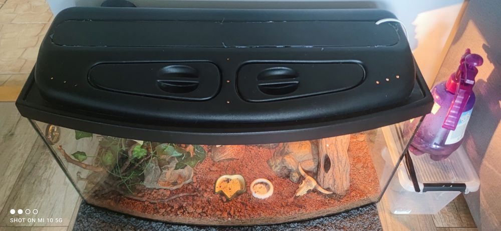 Gekony orzęsione + terrarium