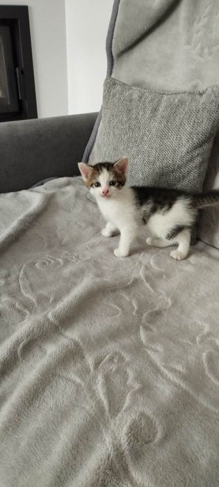 Oddam kotke w dobre ręce