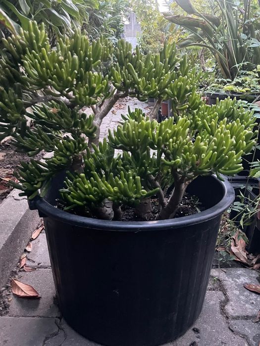 Plantas de vaso grande