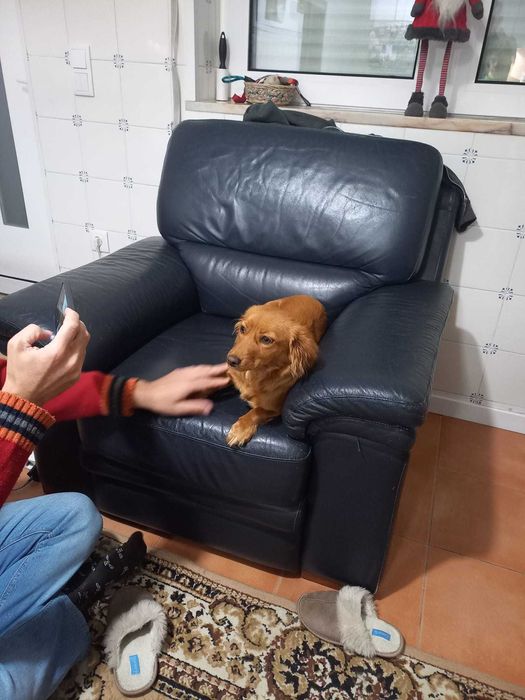 Cadelinha cruzada Dachshund e Cocker Spaniel