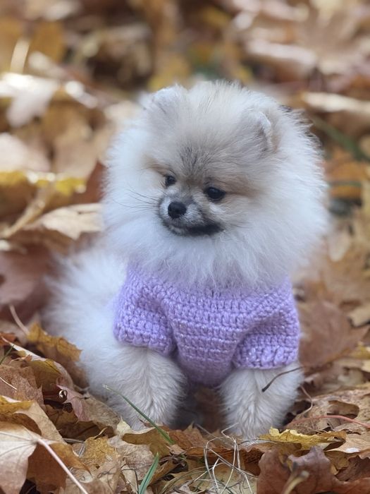 Міні красуня померанського шпіца