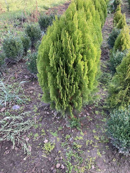 Туя Ауреа Нана 1м 600 грн