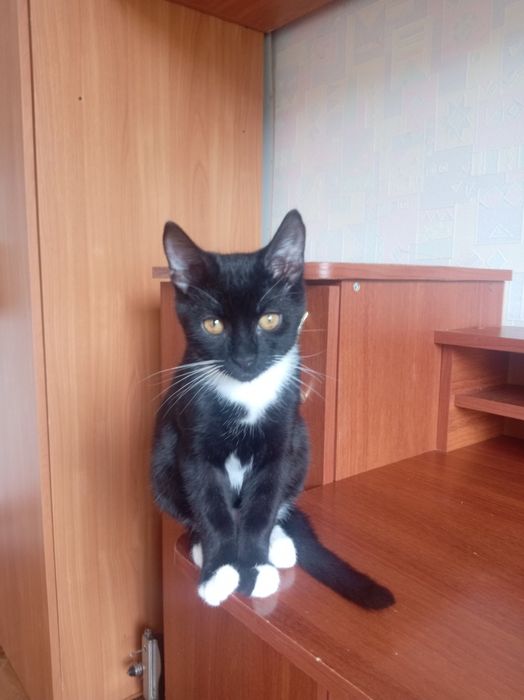 Котики(2 мальчиика и 1 девочка)