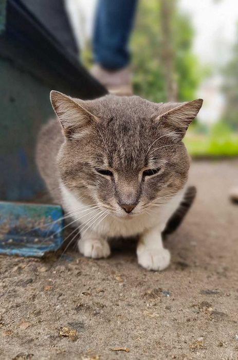 в добрі руки котик