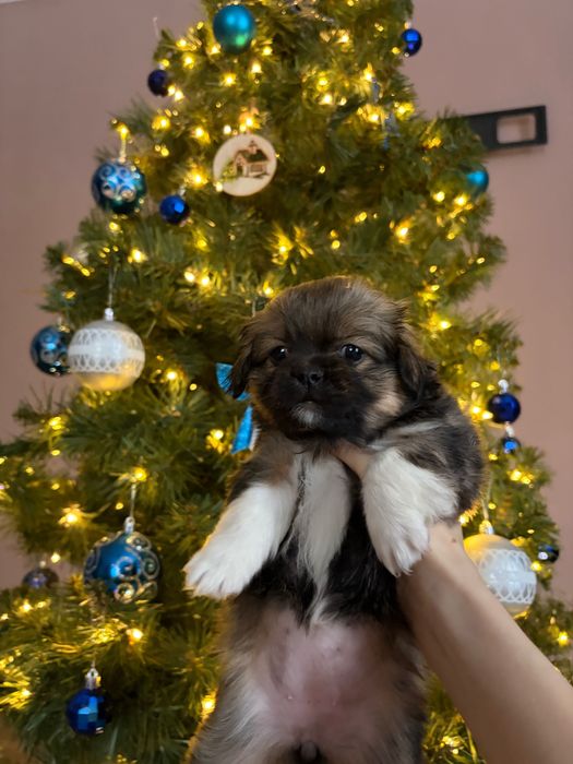 Грайливі собачки Ши-тцу