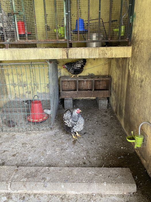 Ovos de Galinhas Whandote Prata