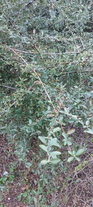 PIILNIE Rhododendron berberys pęcherzyca