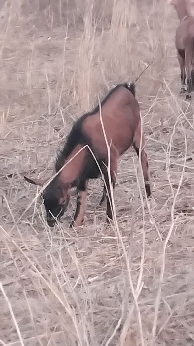 Cabrito cruzado alpino