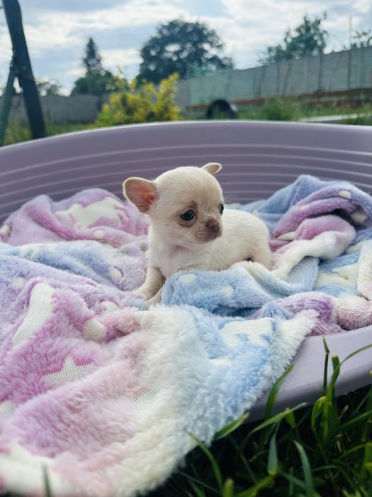 Suczka chihuahua krotkowlosa z metryka FCI ZKwP