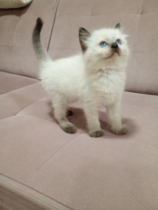 Sprzedam kotkę Ragdoll