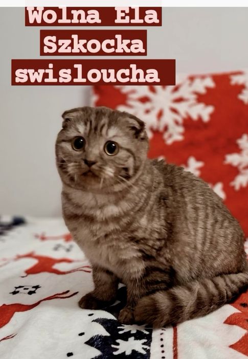 Kotka szkocka dostępna