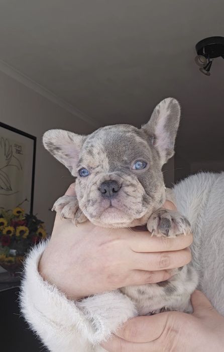 Bulldog Francês Lilac boa genética