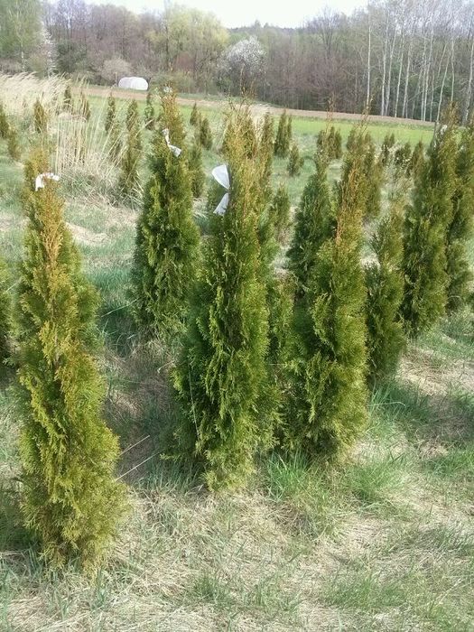 Tuje szmaragd od 0.5m do 2m