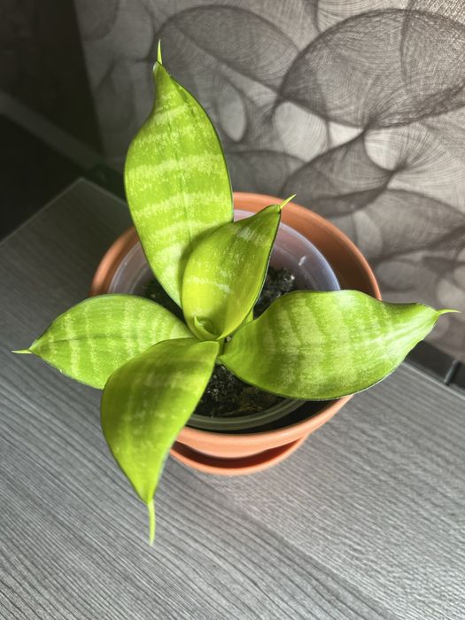 Сансевиерия Хани Філіпинка