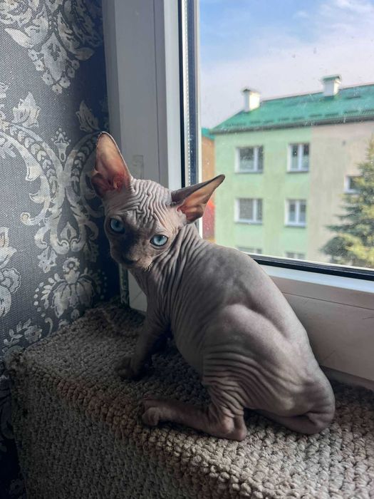 Piękny kocurek Sfinks Kanadyjski