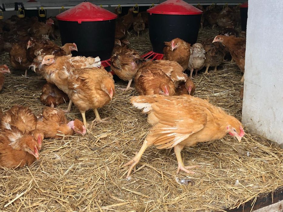 Sprzedaż drobiu odchowanego. Kury,kaczki,gęsi,perliki,brojlery