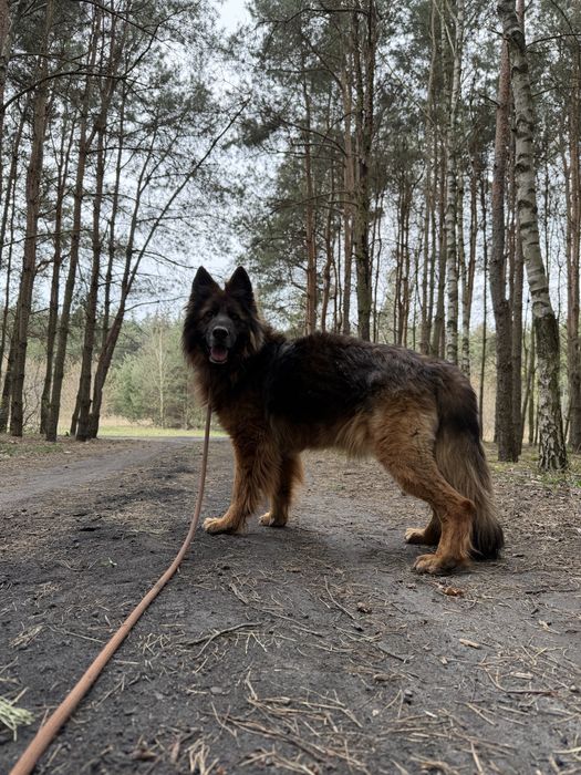 KLARA - 8 letnia filigranowa owczarka szuka domu