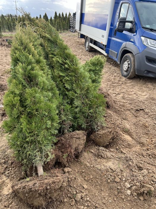 Tuja szmaragd 180-200cm promocja  (hybryda) kopana z gruntu