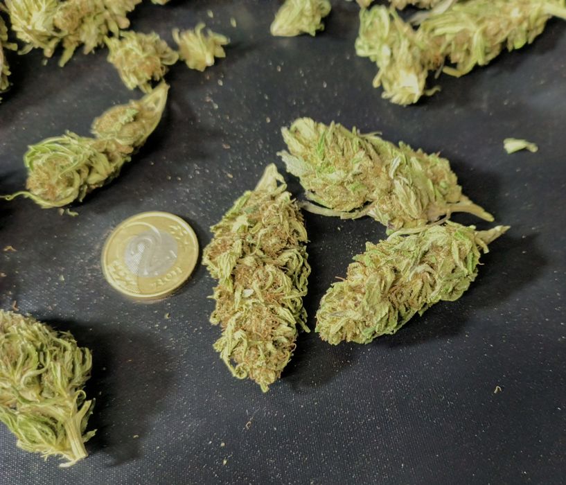 Legalny susz CBD 12.21% NATURALNY  50g