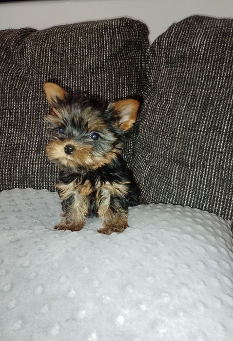 Miniaturowy chłopczyk Yorkshire Terrier