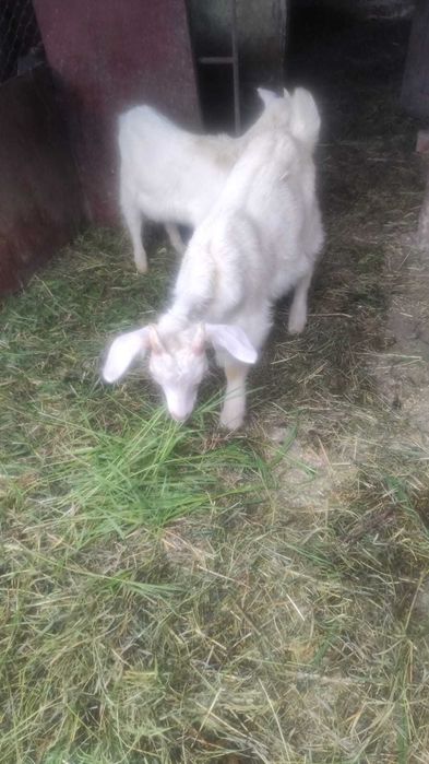 Продам козеня 2.5 місяця