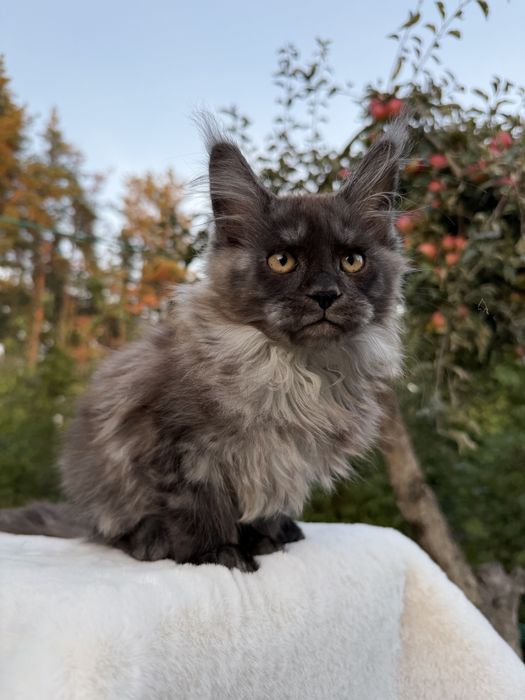 Мейн кун хлопчик