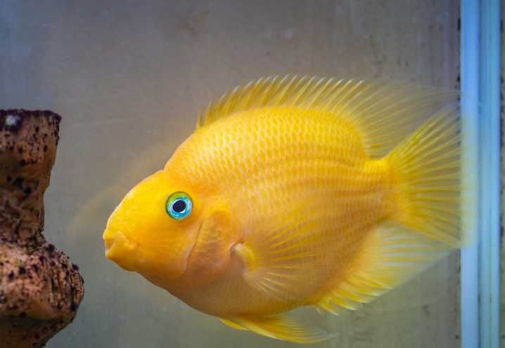 Pielęgnica papuzia żółta Parrot cichlid WYSYŁKA AKWAWIN młode w trakcie przebarwiania się