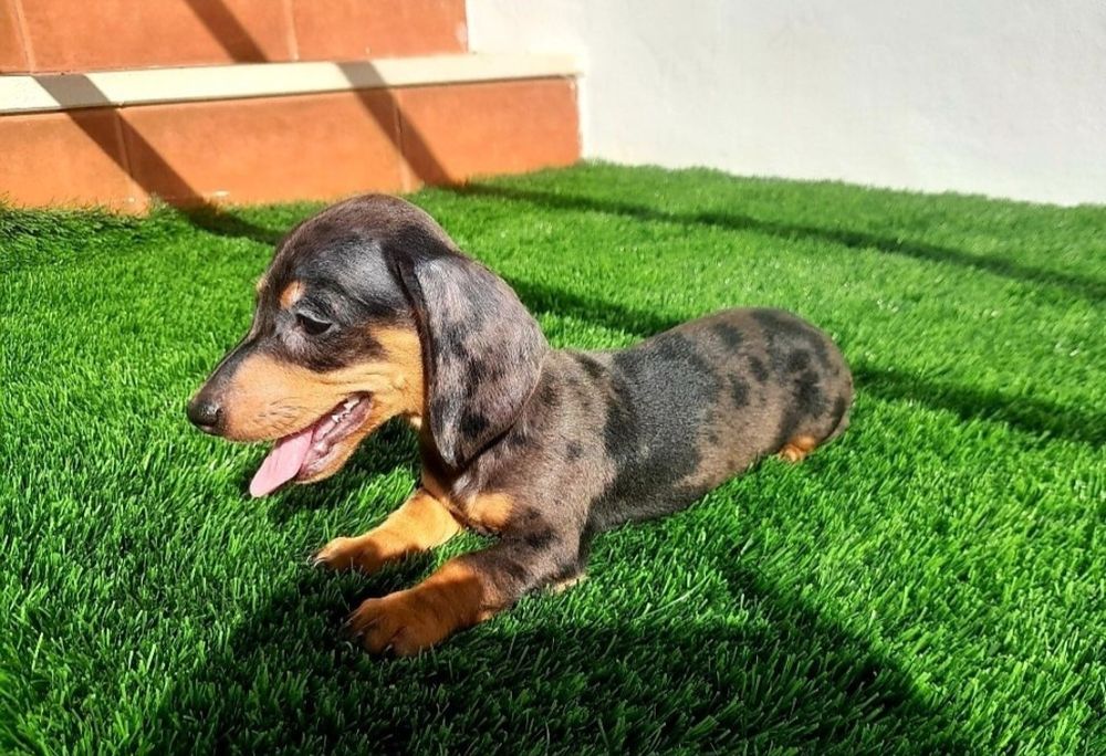 Daschund Kaninchen Arlequim Blue o mais pequeno de todos os Teckel
