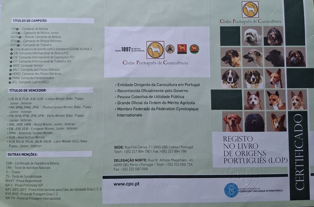 Spitz Alemão Anão Beje (Lulu da Pomerânia)