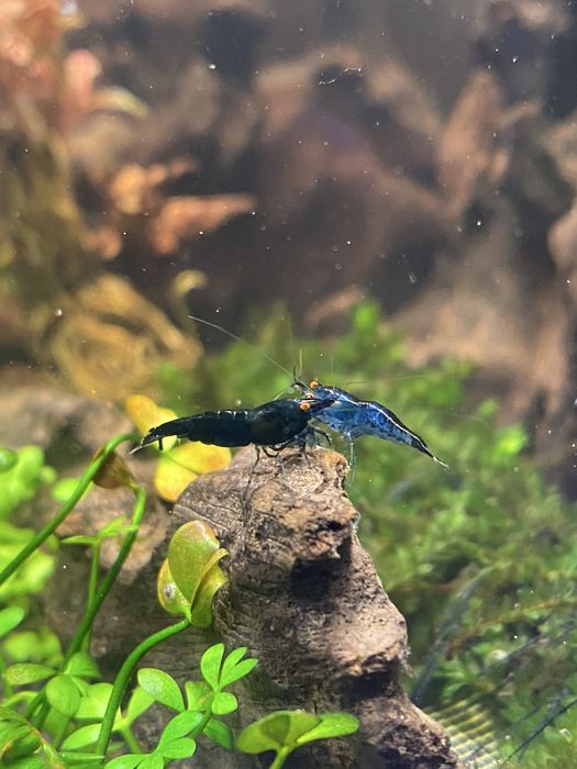Neocaridina Blue Dream Orange Eye