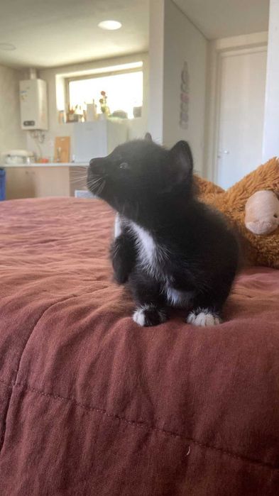 Gatinhos para adoção