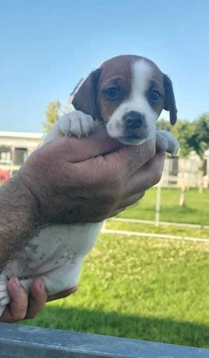 Cachorro Jack Russel com LOP
