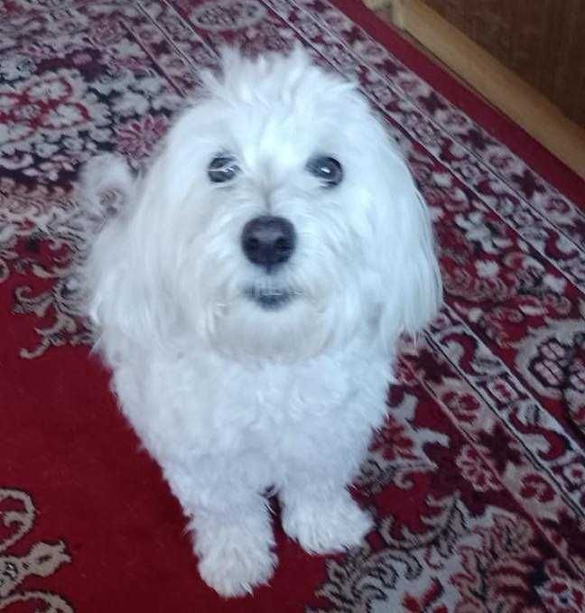 Tofik - maltańczyk szuka domu!