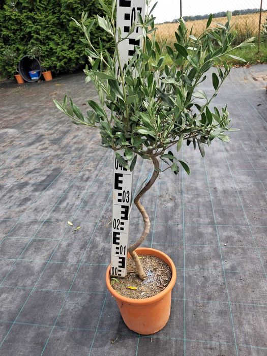 Oliwka, drzewko oliwne spirala  WYSYŁKA