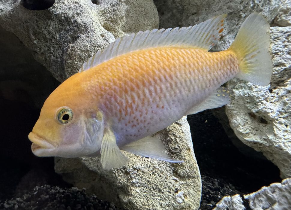 Metriaclima Estherae,Red Red,Socolofi,Saulosi Pyszczaki Malawi