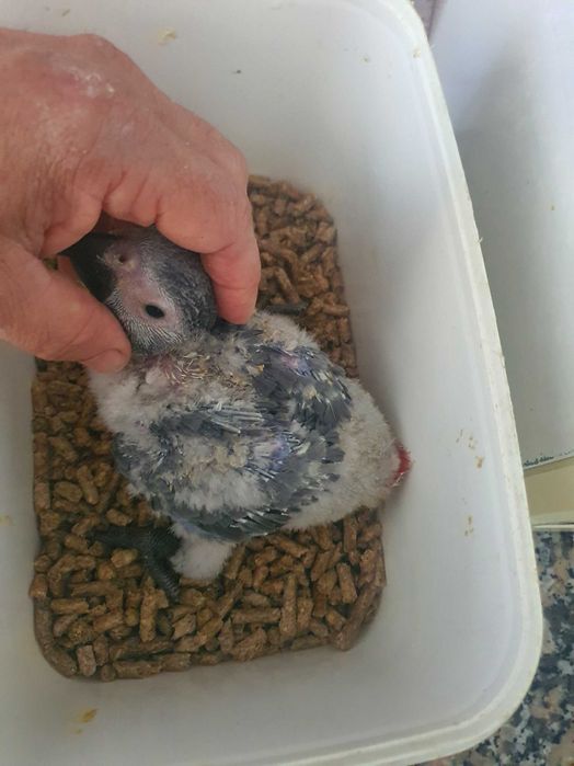 Psittacus Erithacus M adulto