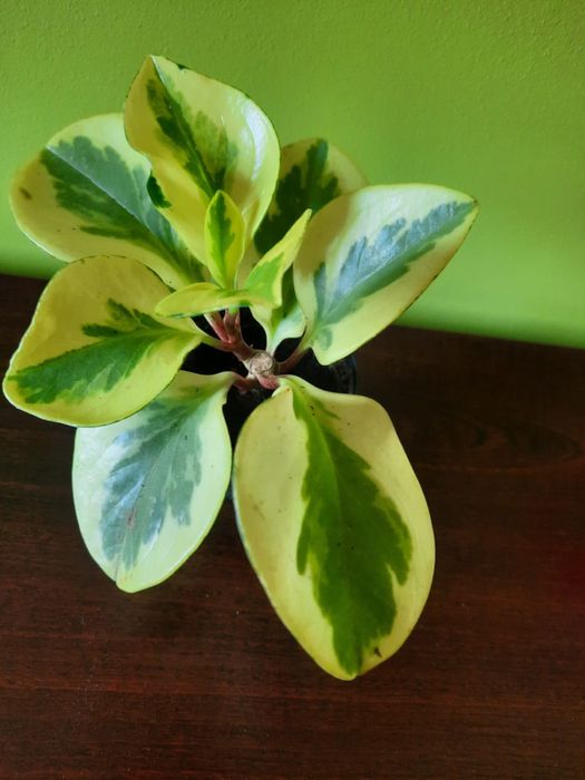 Peperomia peperonia kwiatek