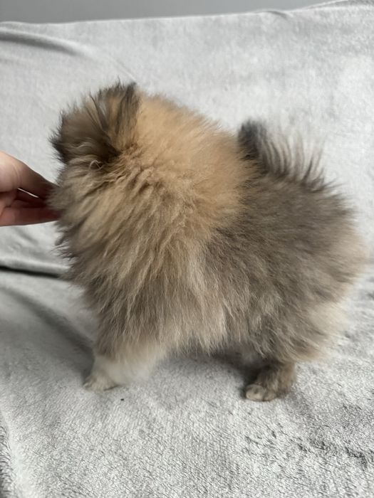Szpic Miniaturowy Pomeranian Piesek XS Kolor Sable