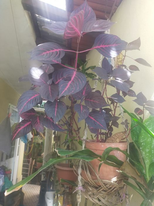 Planta de interior ou exterior
