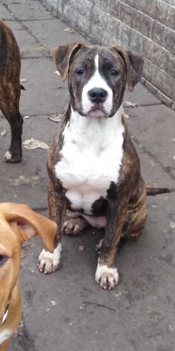 Американський стаффордширський тер'єр. АСТ.