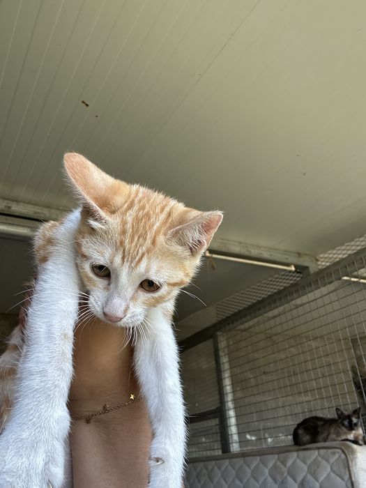 Gatinhas para adocao